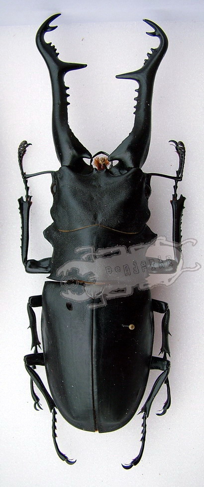 Genus Prosopocoilus - the online insect museum